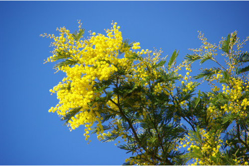 ROQUEBRUN "Petit Nice de l'Hérault" FETE LE MIMOSA