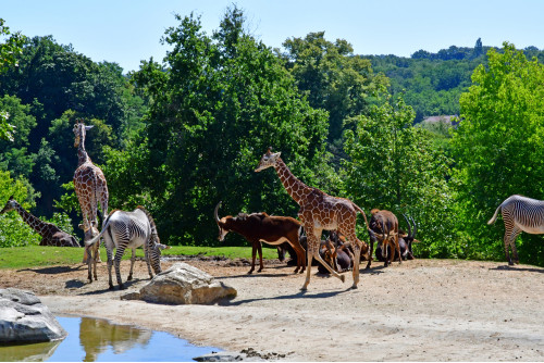 Le ZooParc de Beauval