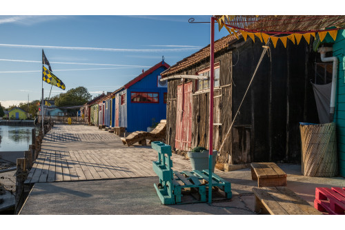 LA FETE DU MIMOSAS à ST TROJAN et l'île D'OLERON