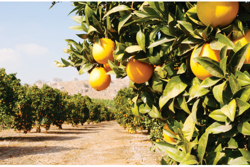 La ROUTE des ORANGERS