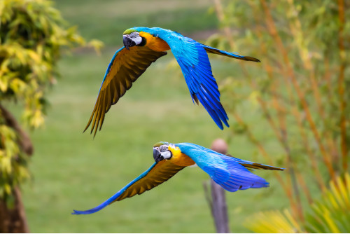 Le Zoo de Beauval et la cité royale de Loches