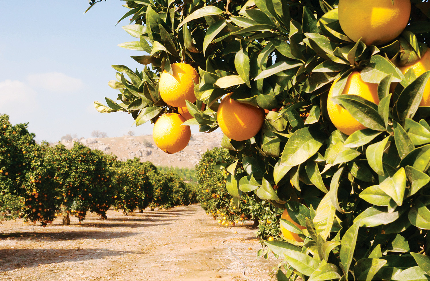 LA ROUTE des ORANGERS