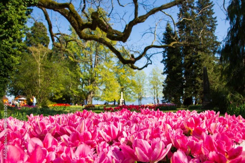 Fleurs en fêtes à Morges  sur le lac Léman et Annecy