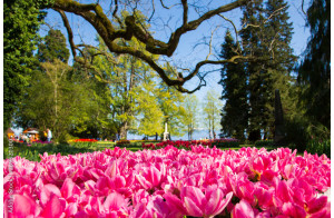 Fleurs en fêtes à Morges  sur le lac Léman et Annecy