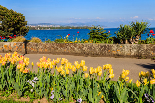 Fleurs en fêtes à Morges  sur le lac Léman et Annecy