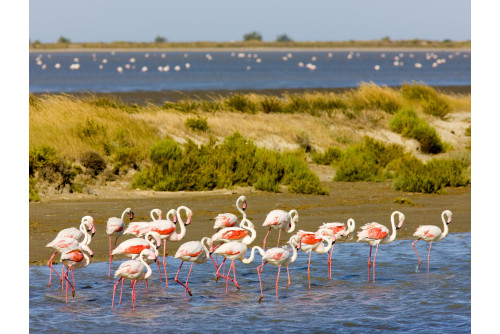 Camargue authentique  Manade, croisière et safari 4X4