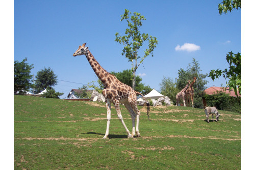 Zoo Parc de Beauval , Châteauroux et Levroux
