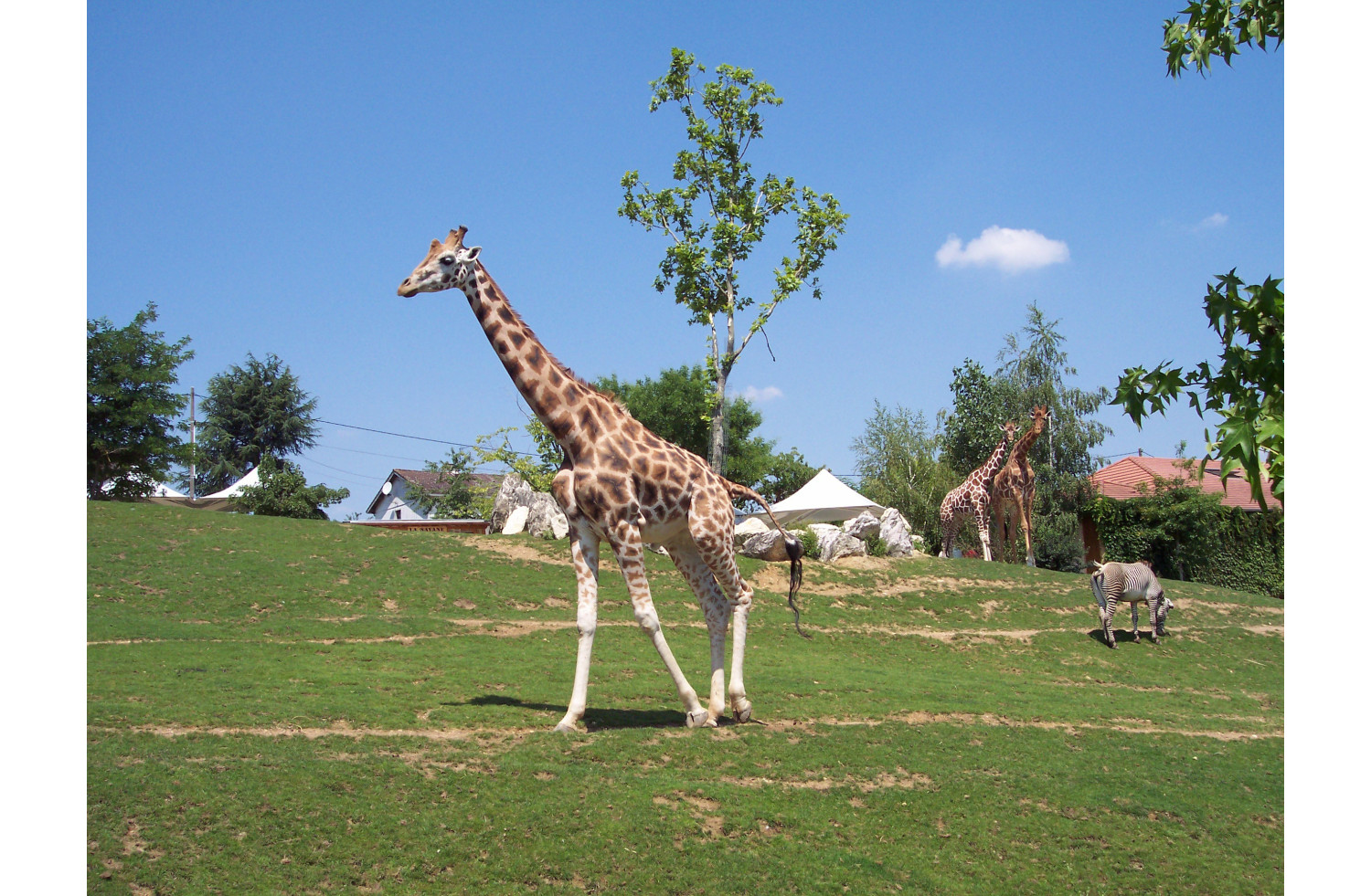 Zoo Parc de Beauval , Châteauroux et Levroux