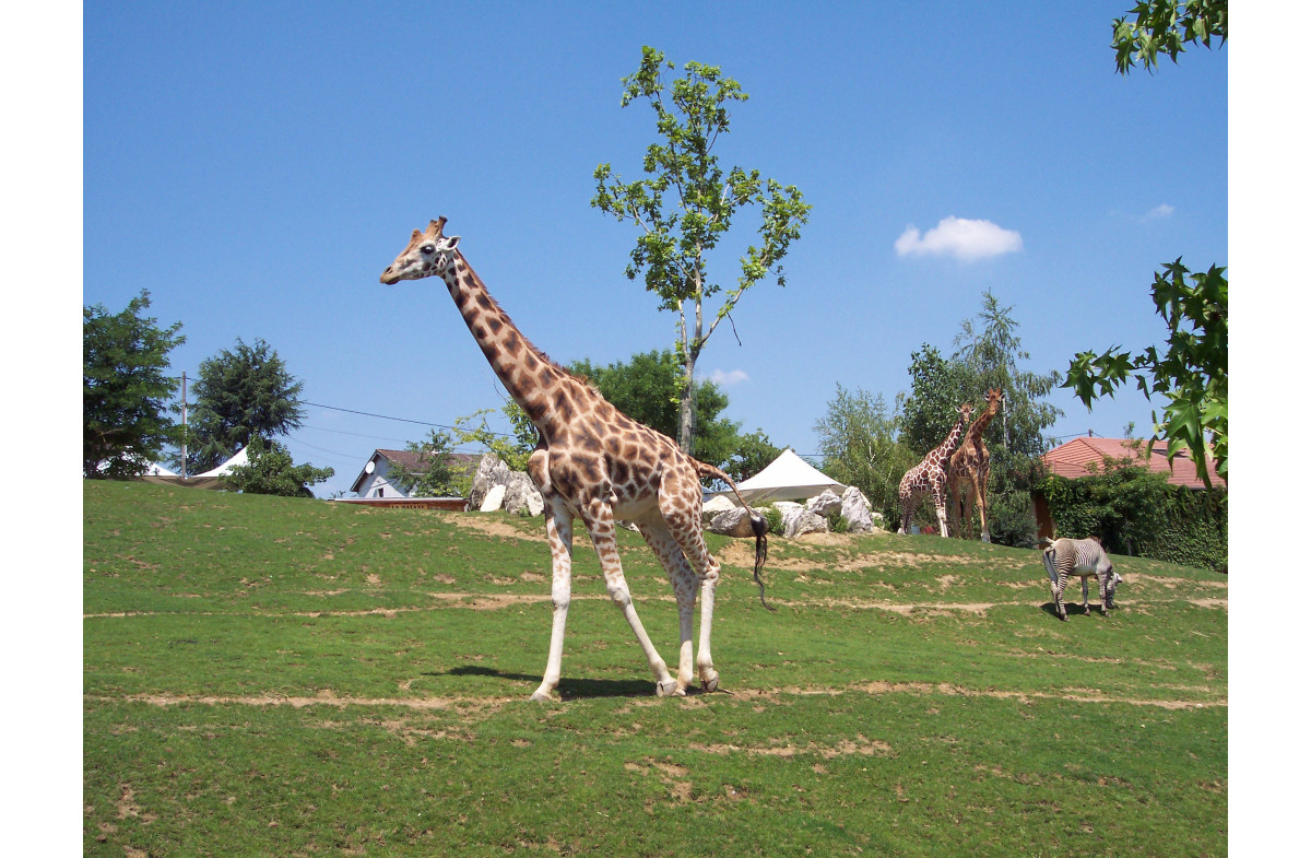 Zoo Parc de Beauval , Châteauroux et Levroux