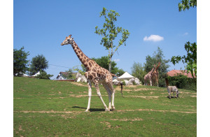 Zoo Parc de Beauval , Châteauroux et Levroux