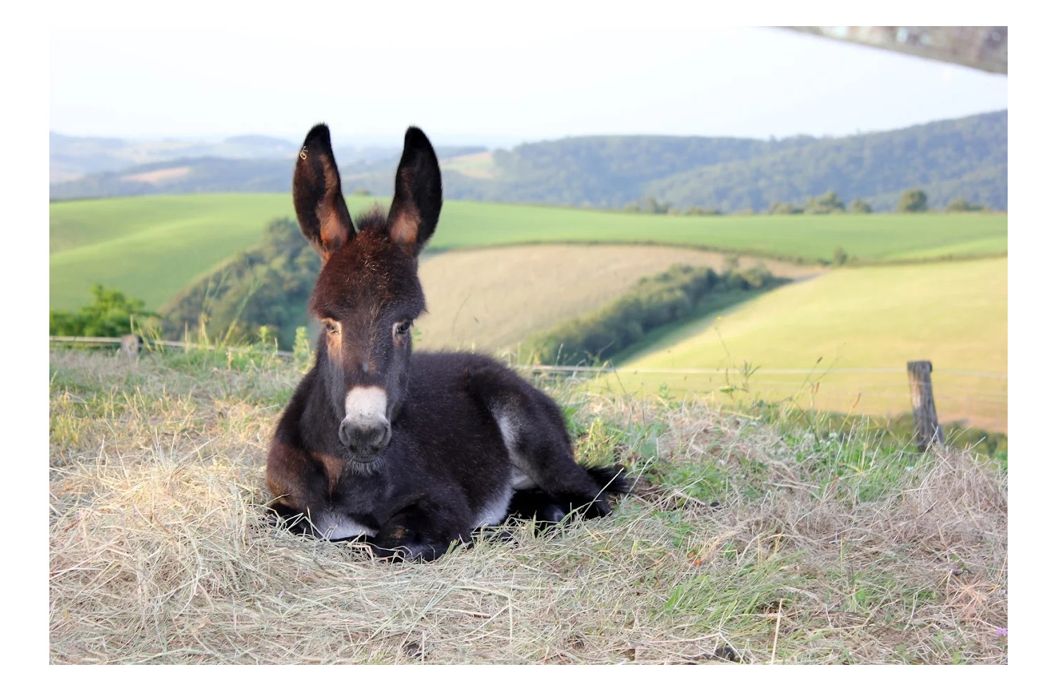 Asinerie de Pierretoun et la Bastide Clairence