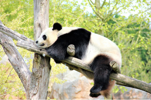 Le Zoo Parc de Beauval.