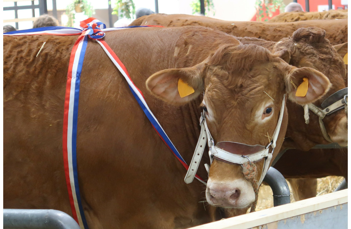 Le Salon de L'Agriculture à Paris