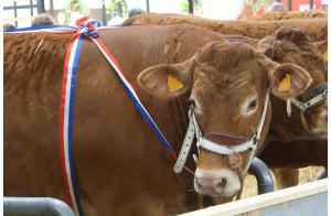 Le Salon de L'Agriculture à Paris