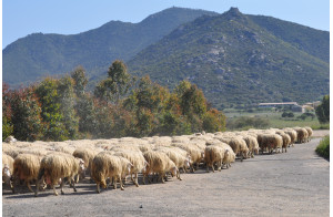 Grand Tour De Sardaigne