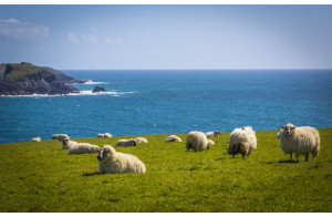 Saveurs et Terroirs d'Irlande : Dublin, le Kerry ....