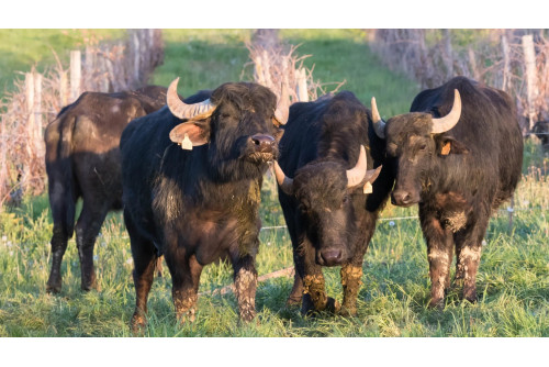 Gers : Ferme de Buffles –...