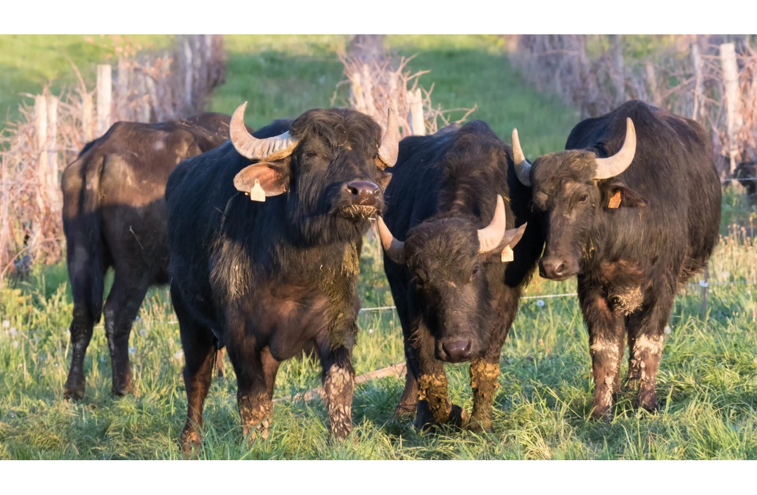 Gers : Ferme de Buffles – Larressingle, Fourcès