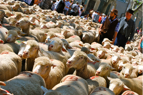 La transhumance du Haut...
