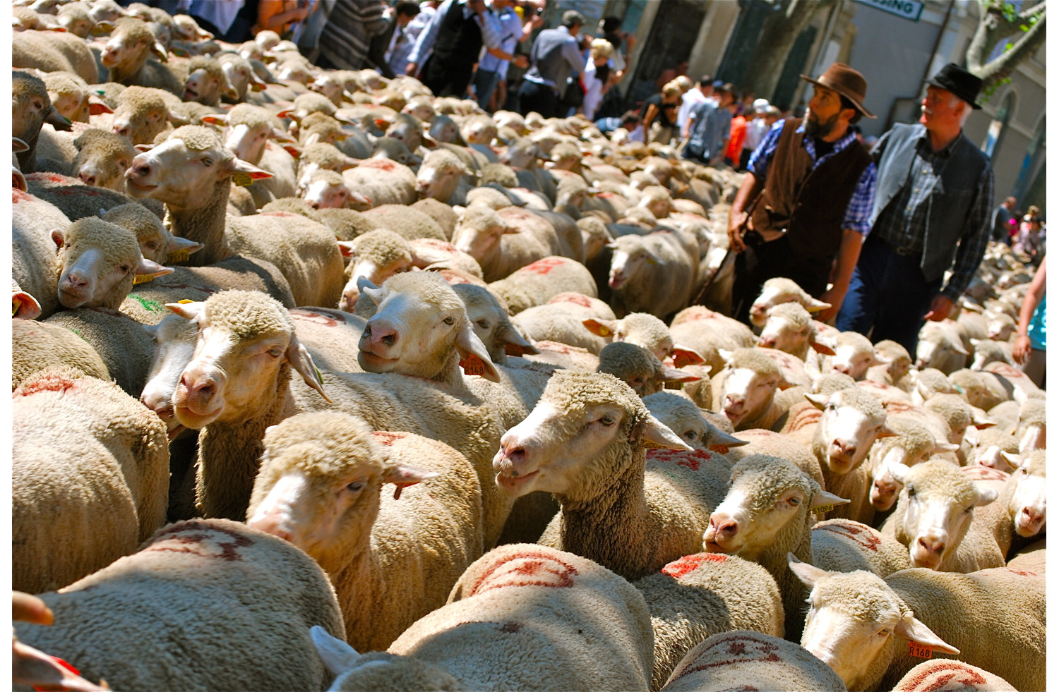 La transhumance du Haut Salat à Seix (Pyrénées)