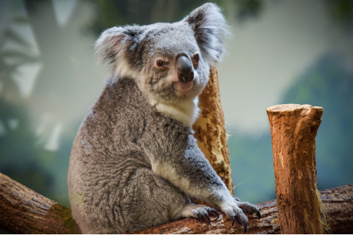 Le ZooParc de Beauval.