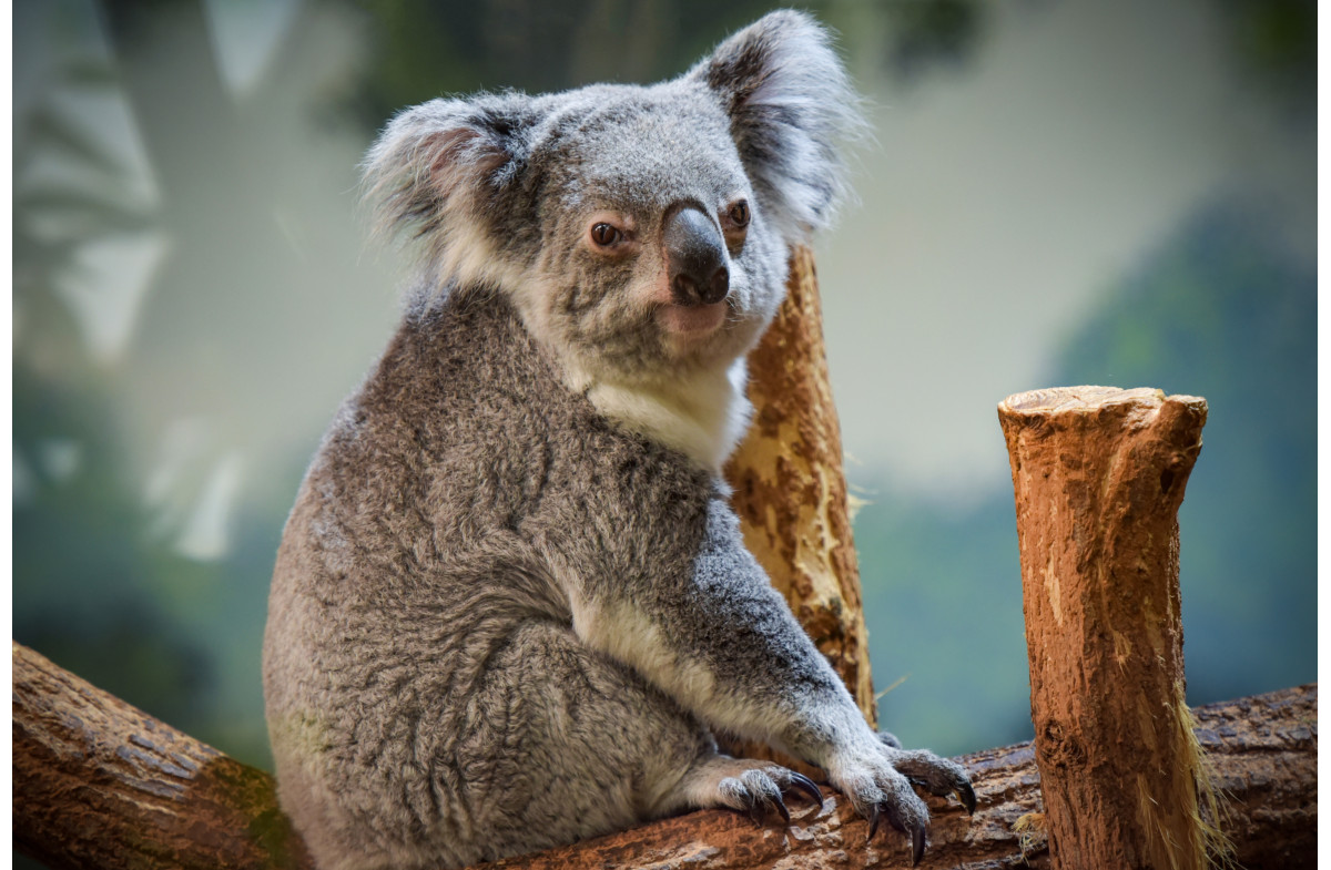 Le ZooParc de Beauval.