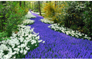 La Hollande des Fleurs